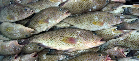 IKAN KERAPU 1 KG - @SEMBAKOSAHARA / JAKARTA SELATAN, TIMUR