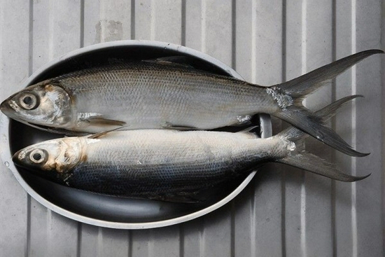 IKAN BANDENG 1 KG - @SEMBAKOSAHARA / JAKARTA SELATAN, TIMUR
